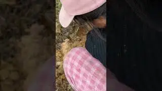 The atmosphere while digging for big crickets, but in a really deep place. Episode 47.