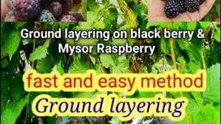 Ground layering on blackberry and Mysor Raspberry...fast and easy method  #blackberryplant #berries