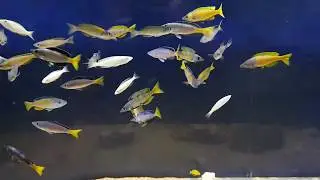 Cyprichromis leptosoma Kitumba  - Tom's Tanganyika channel
