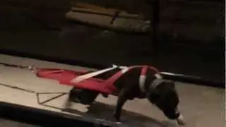 Results of weight vest at Dog Pull Event #1