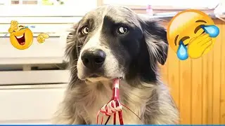 Funny and clever animal video clips 🤣 A compilation of the funniest moments of dogs and cats 👩&zwj;🦳