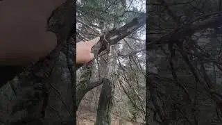 An interestingTtree Manipulation at Florence Mountain Park #bigfoot #sasquatch #mystery