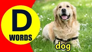 Words Starting With D - Learn Words that Start with D Sound