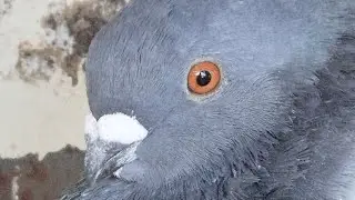 Le pigeon marocain Seifianos plane dans le ciel سيفيانوس المغربي الاصيل يبدع في سماء 