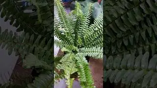 3 Quick Care Tips for Boston Fern Healthy Growth - Boston Fern Care