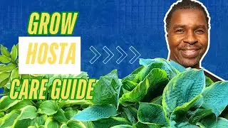 How to Grow and Care for Hosta Plants | Complete Hosta Care Guide