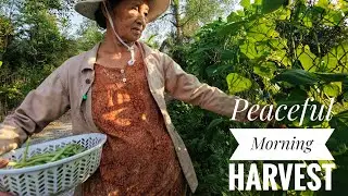 Harvesting Fresh Vegetables & Beans in My Grandma&rsquo;s Garden | Slow Living Countryside
