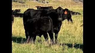 Herd Quitter® Minute - When to Cull Cows