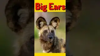 ANIMALS WITH BIG EARS|Name the animals with big ears for Kids |Lambe kaan wale janwar#viral #shorts