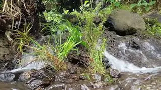 Deeply Relaxing River Sounds — Calm, Fast, and Enjoyable Water Flow