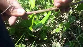6. Hymenachne amplexicaulis.mp4