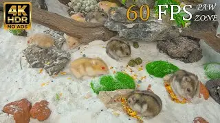 [NO ADS, NO AI] CAT TV 😺 for Cats to Watch: 🐹 Hamster Beach Party & Garden Feast 🐭 4K HDR 60FPS