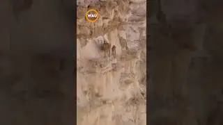 Mountain Goats: Masters of Vertical Agility