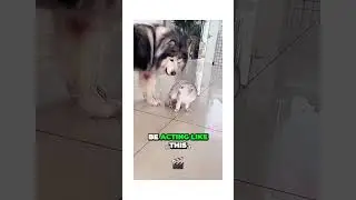 Intense Neighborhood Drama Cat Fights and Confrontations #funnyanimals #cuteanimals