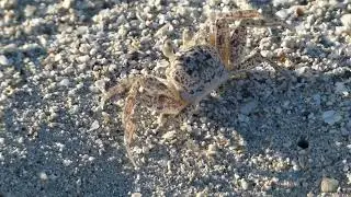 Atlantic Ghost Crab, Varadero, Cuba - clip P1300471
