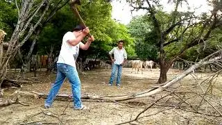 Cortando la le&ntilde;a seca con el hacha la madera en la regi&oacute;n de Tierra Caliente