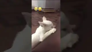 Hungry Nigerian Cat Sucking It's Owners Breast 😂