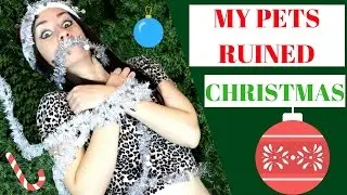CATS RUIN CHRISTMAS | + guilty dogs!