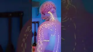 How reflex action works 🥵#neuroscience #brain #reflexes #biology