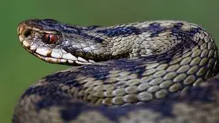 THE SHINING ONES | Serpents of Wisdom