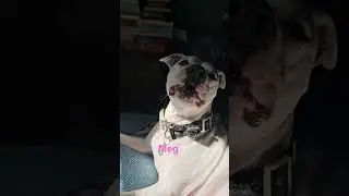 Meg sitting up, letting out her best wolf impressions, and answering back every little sound I make
