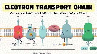 Electron Transport Chain class 11 biochemistry | Animation