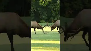 Elk bull sparring session in Elk Country! Love the sound of antlers clashing!