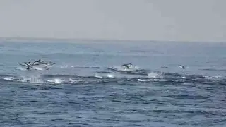 Caught on camera: dolphin stampede