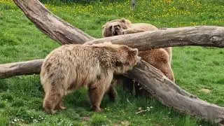 Ours bruns