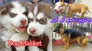 Saddar Dogs Market, Pakistan | Husky, GSD, and More Breeds for Sale! 🐶