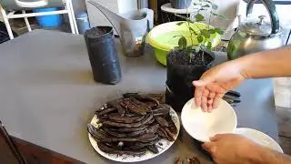 زراعة الخروب