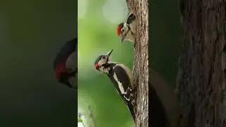 Wildlife Battle Of The Dead 2025 #3