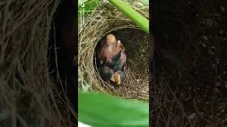 Two babies of the Ashy Prinia bird are in the nest. 6 days ages and a 5 days ages. #ashyprinia ,