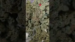 tillray island sweet skunk.  Old school sativa 💚💨