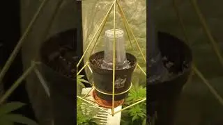MAXIMIZING YIELD WITH AUTO CANNABIS PLANTS