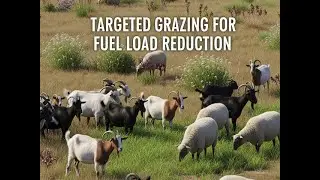 Targeted Grazing