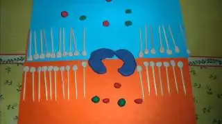 &iquest;Se mueven a la misma velocidad los Iones de Sodio y Potasio?
