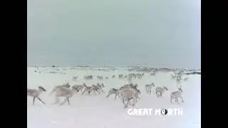 Great North - Trailer