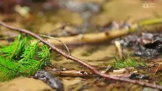 Красивый лесной ручей | Журчание воды со звуками природы