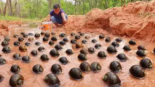 Wow wow unique! Find and catch snails a lots of at forest by hand fisherman skill