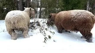 Two Lambs One Windy Snow Day