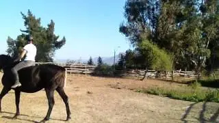 Vendo Caballo Holsteiner x Ingles
