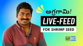 Why Shoreline Shrimp Hatchery Uses IandV Bio Live Artemia | Indian Hatchery Testimonial