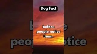 Dog Fact  #automobile #haveitoldyoulatelythatiloveyou #rvlife