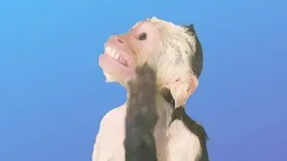 Pet Monkey LOVES Bath Time!  (CUTENESS OVERLOAD)