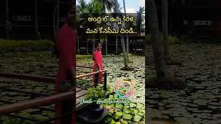 Dindi-1 |Andhra's Kerala #viral #trending  #shorts #minivlog