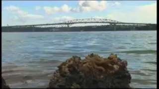 Life in Aucklands harbours and estuaries - the threat of stormwater and sediment