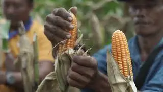 Benih NK Sakti Series, Benih Jagung Bioteknologi Pertama di Indonesia dengan Keunggulan Ganda. 🌽
