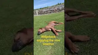 Wait What? #shorts #dogs #norway #sun #ridgeback