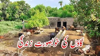 Most Beautiful Village In Punjab | Daily Pakistan Village Life